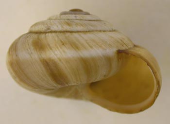 Angiomphalia caelestimontana, color image