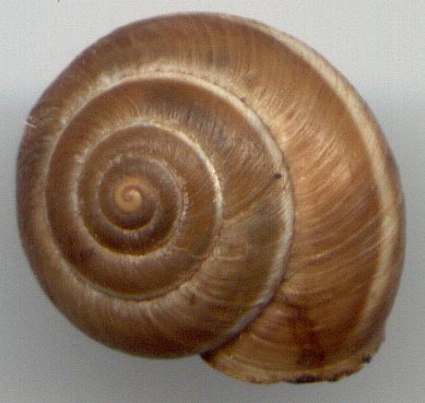 Angiomphalia regeliana, color image