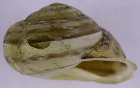 Eobania vermiculata, color image