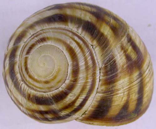 Helix albescens, color image