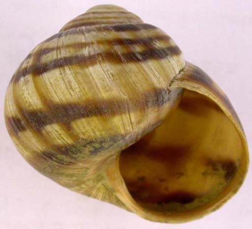 Helix albescens, color image