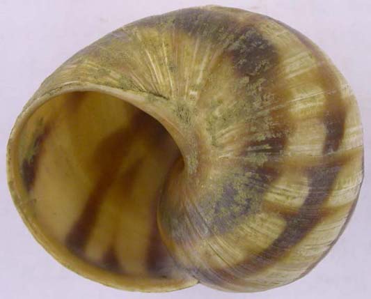 Helix albescens, color image