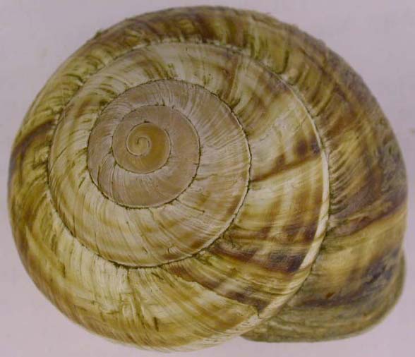 Helix lucorum, color image