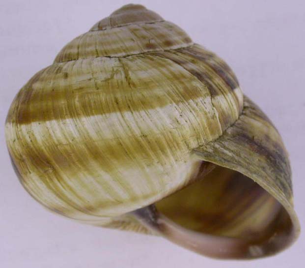 Helix lucorum, color image