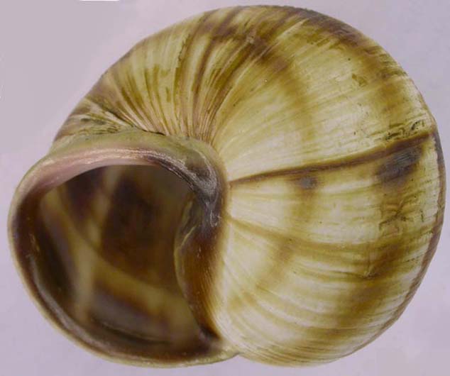 Helix lucorum, color image