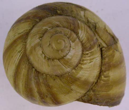 Helix lucorum, color image