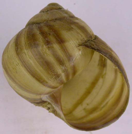 Helix lucorum, color image