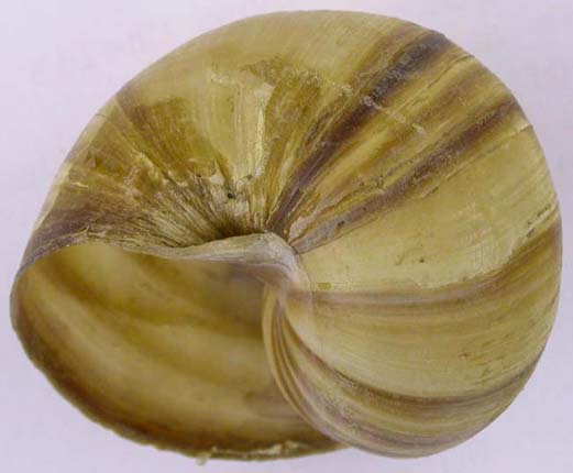 Helix lucorum, color image