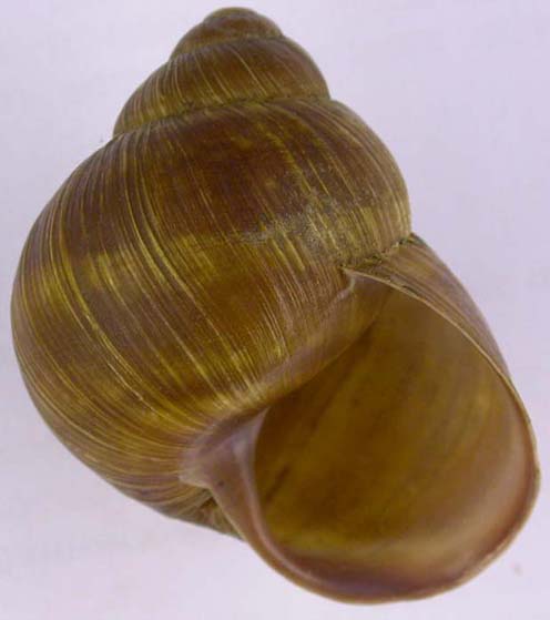 Helix pomatia, color image