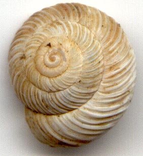 Leucozenella crassicosta, color image