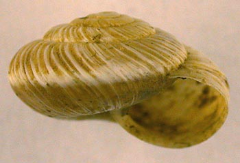 Leucozenella crassicosta, color image