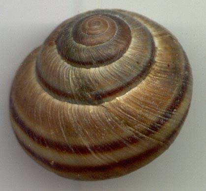 Ponsadenia duplocincta, color image