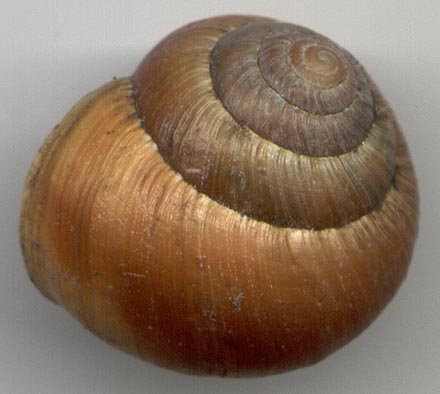 Ponsadenia duplocincta f. diffusa, color image