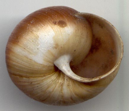 Ponsadenia duplocincta f. diffusa, color image