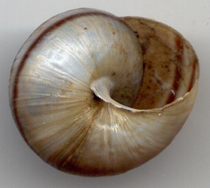 Ponsadenia duplocincta, color image