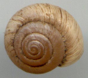 Ponsadenia semenovi, color image