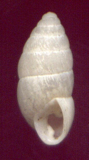 Pseudonapaeus retrodens, color image