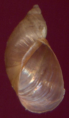 Succinea putris, color image