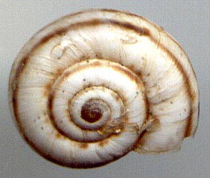 Xeropicta candaharica, color image