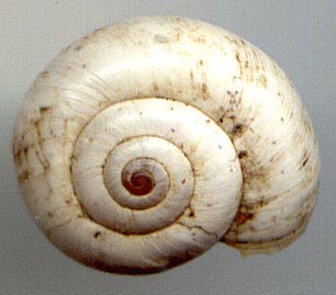 Xeropicta candaharica, color image