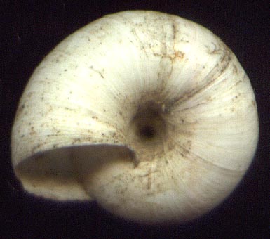 Xeropicta candaharica, color image