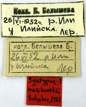 Syntype labels, color image