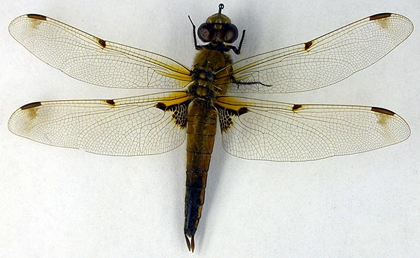Libellula relicta, paralectotype, color image