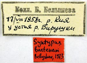 Syntype labels, color image
