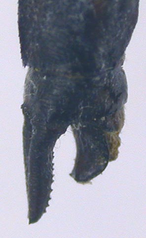 Orthetrum cancellatum orientale, lectotype appendages, color image