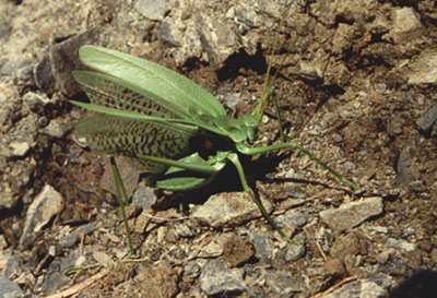 Glyphonotus thoracicus, color photo