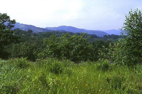 Habitat of Potanthus flava, color image