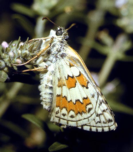 Pyrgus sidae in nature, color image