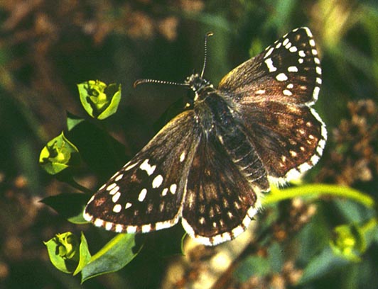 Pyrgus sidae in nature, color image