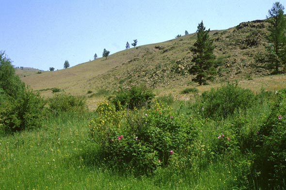 Habitat of Spialia orbifer, color image