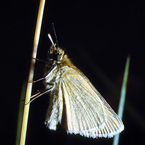 Thymelicus lineola in nature, color image