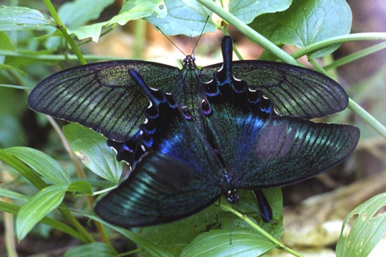 Achillides maackii in nature, color image
