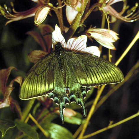 Achillides maackii in nature, color image