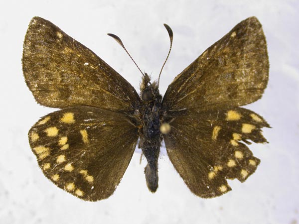Erynnis montanus, color image