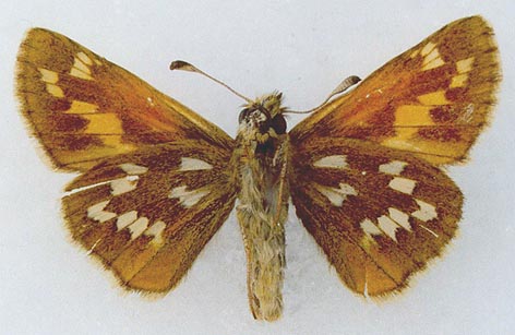 Hesperia comma lena, holotype, color image