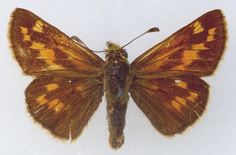 Hesperia comma lena, holotype, color image