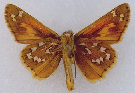 Hesperia comma palnula, holotype, color image