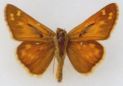 Hesperia comma planula, holotype, color image