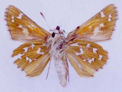Hesperia comma planula, color image