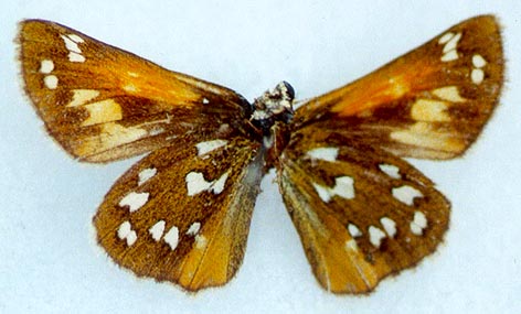 Hesperia comma shushkini, holotype, color image