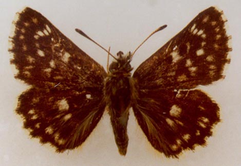 Spialia orbifer pseudolugens, paratype, color image