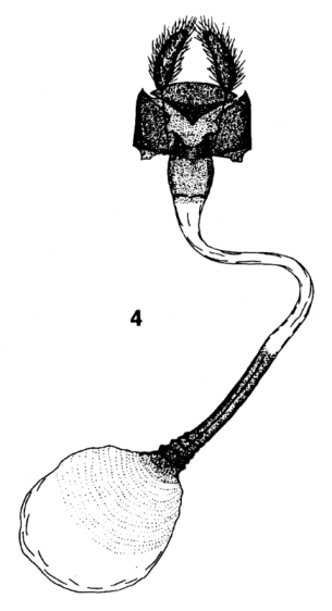 Syrichtus cribrellum heilong, female genitalia