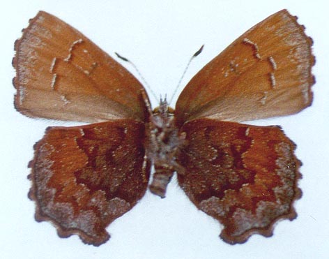 Ahlbergia inopinata, color image