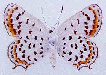 Athamanthia japhetica, color image