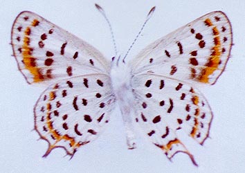 Athamanthia japhetica, paratype, color image