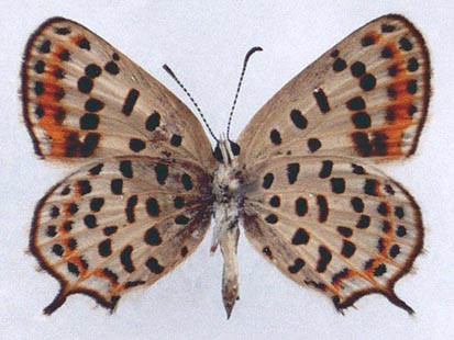 Athamanthia sogdiana, color image
